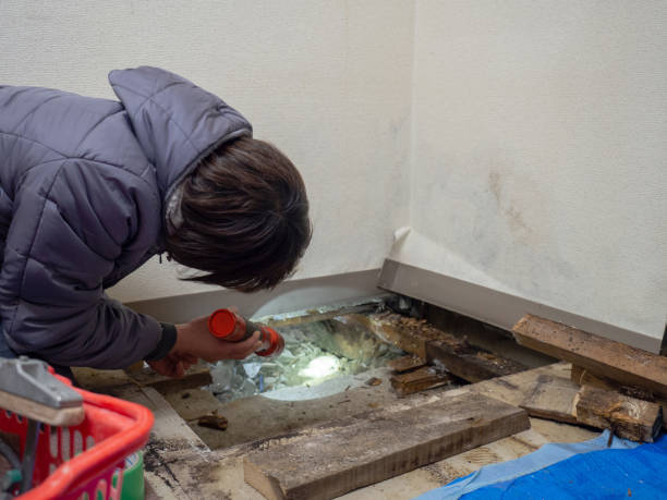 Best Post-Construction Mold Inspection  in Jackson, SC