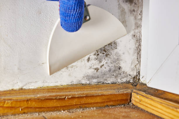 Best Asbestos and Lead Testing During Mold Inspection  in Jackson, SC